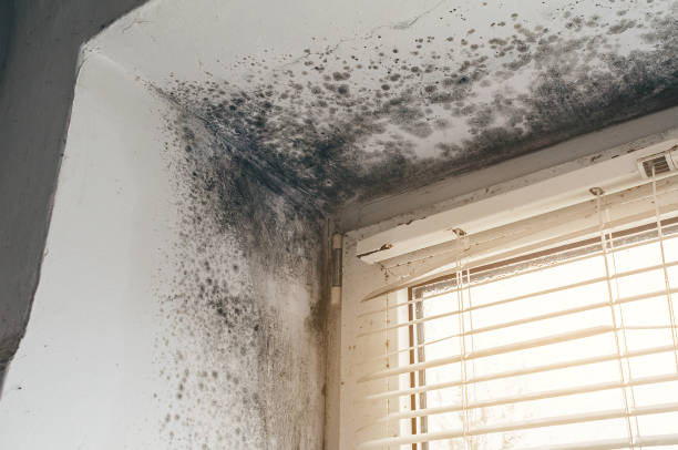 Affordable Mold Cleanup solutions in Shelbyville, MI